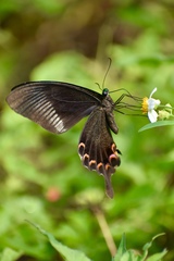 Papilio polytes