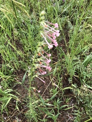 Ipomopsis aggregata candida