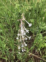 Ipomopsis aggregata candida