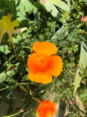 Eschscholzia californica