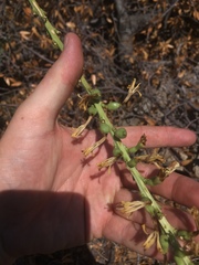 Agave schottii