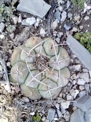 Thelocactus hexaedrophorus hexaedrophorus