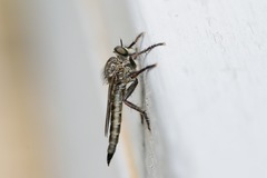 Machimus notatus