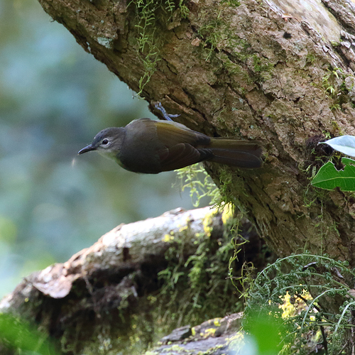 Yellow-streaked Greenbul (Phyllastrephus flavostriatus), photo 7