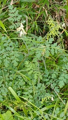 Corydalis ophiocarpa