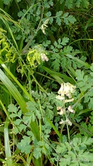 Corydalis ophiocarpa