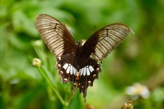 Papilio polytes