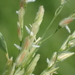 Native Rice Grass - Photo no rights reserved, uploaded by 葉子