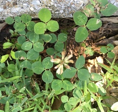 Trifolium repens