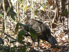 Gallus varius