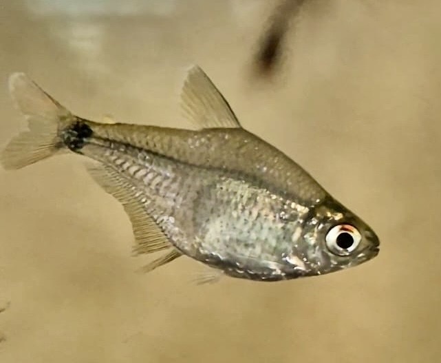 Southern tetra (Hyphessobrycon meridionalis) — Characidae