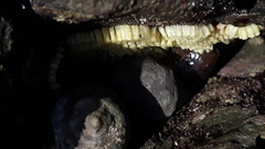 Rapaninae
