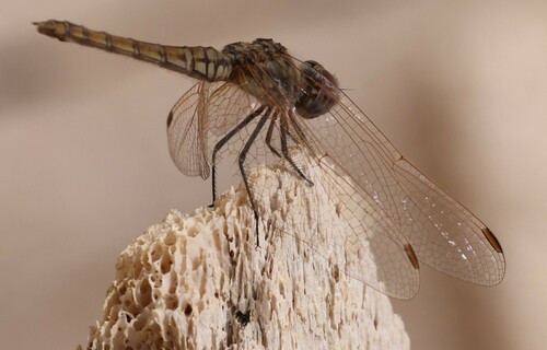 Violet Dropwing