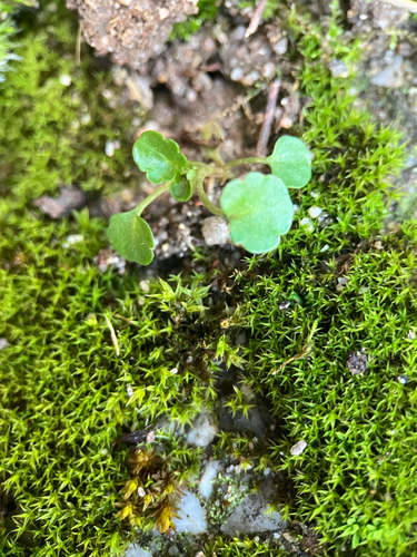 Foto de Amor-perfeito