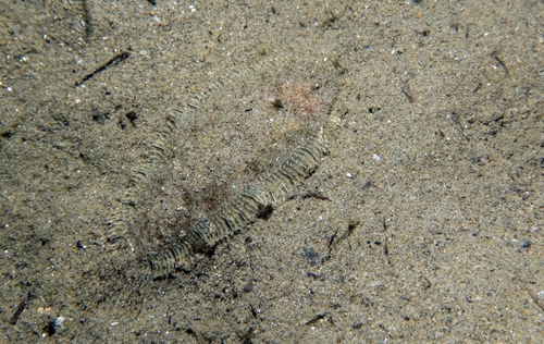 Solenette (Buglossidium luteum) — Soleidae — 5