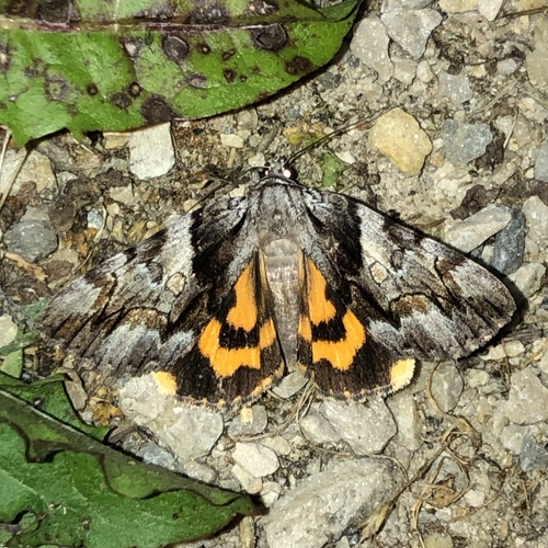 Charming Underwing photo 4