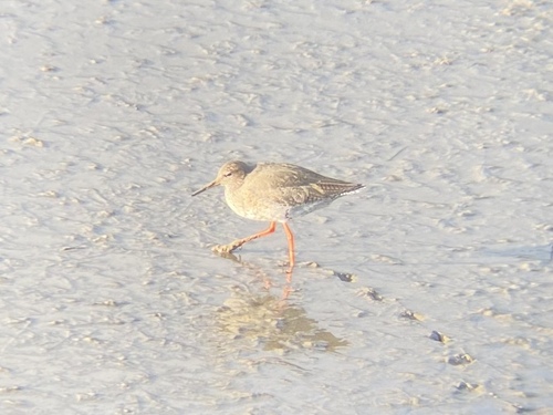Archibebe común (Tringa totanus)