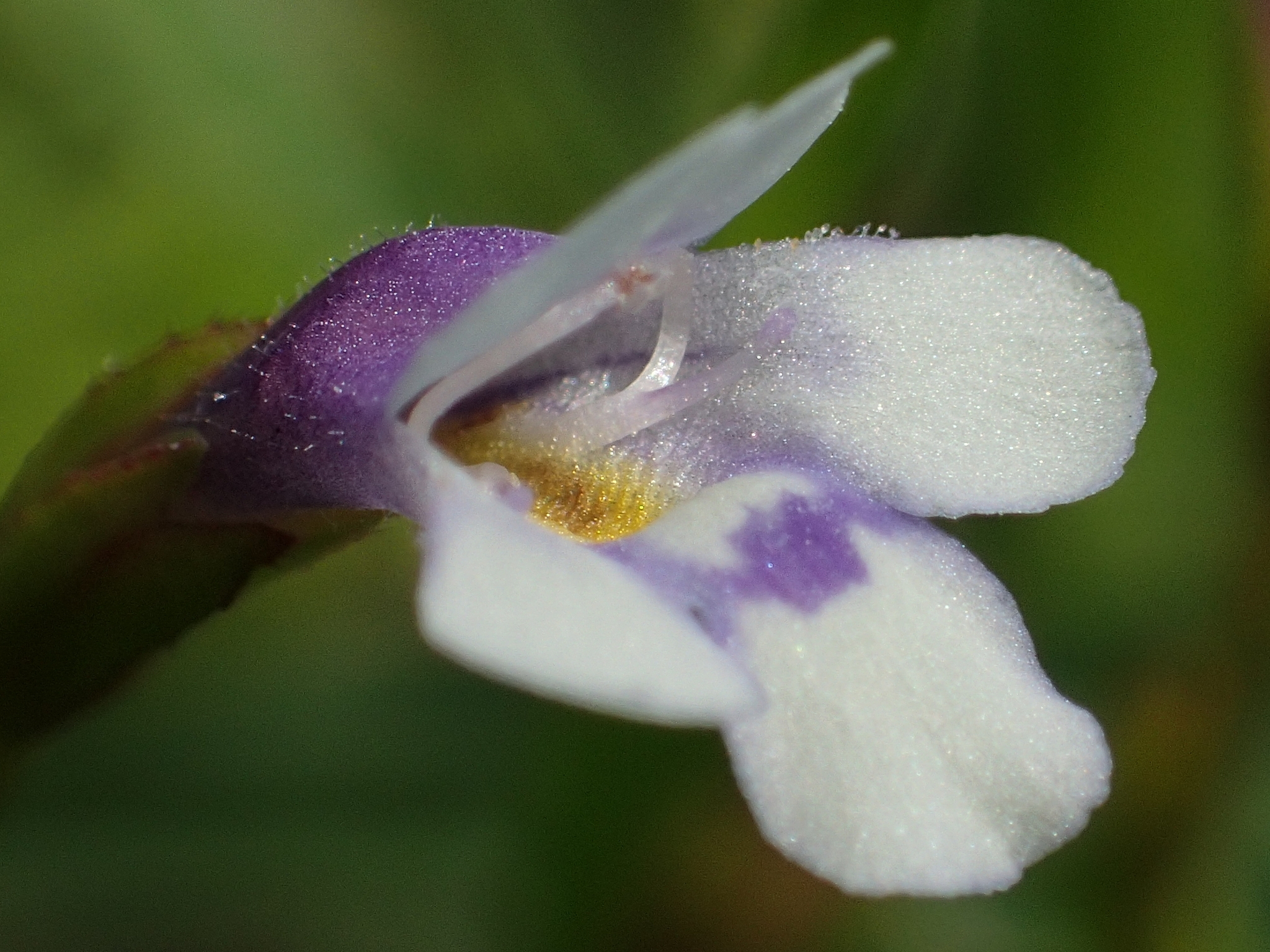 Torenia