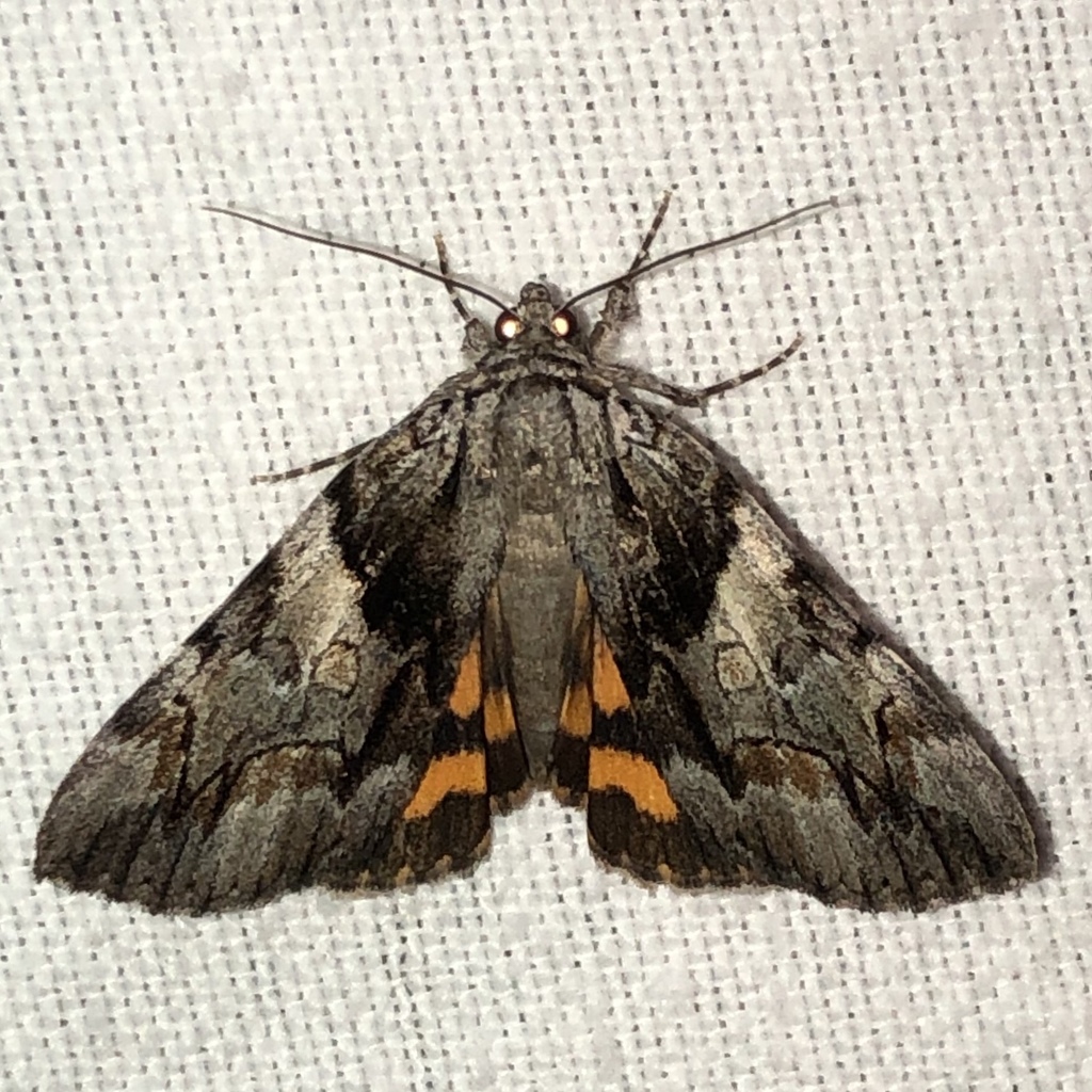 Charming Underwing