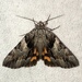 Charming Underwing - Photo (c) Dan MacNeal, some rights reserved (CC BY), uploaded by Dan MacNeal