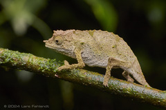 Boulenger's Pygmy Chameleon photo 2