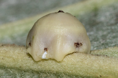 Ceroplastes