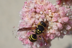 Ancistrocerus