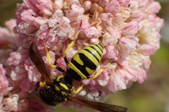 Ancistrocerus