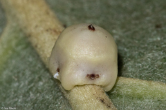 Ceroplastes
