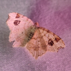 Macaria notata
