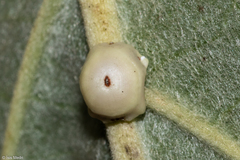 Ceroplastes