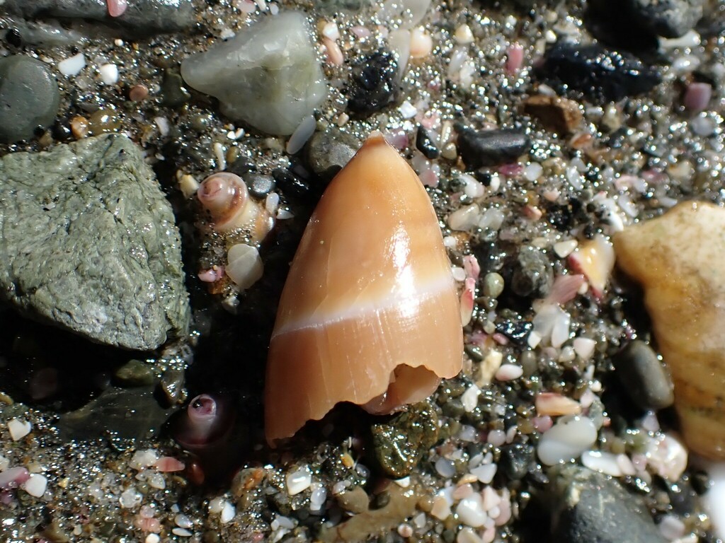 Amalda mucronata