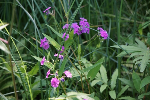 Smooth phlox (Phlox glaberrima)