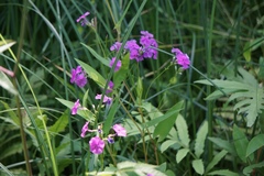 Phlox glaberrima interior
