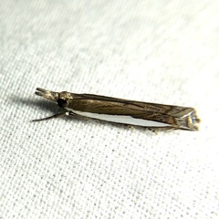 Crambus quinquareatus