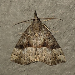 Hypena deceptalis