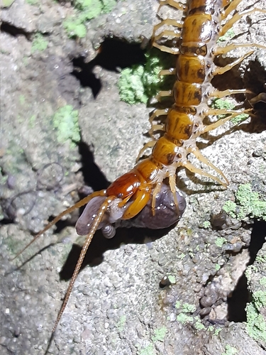 Banded Centipede, 4405-685 Vila Nova de Gaia, Portugal, photo 10 of 10