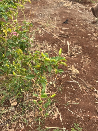 Capsicum annuum observed 2025-01-12