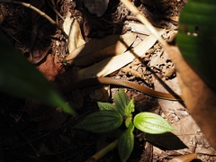Dendrelaphis caudolineatus