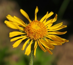 Hymenoxys hoopesii