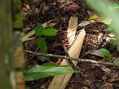 Dendrelaphis caudolineatus