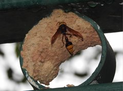 Delta pyriforme pyriforme