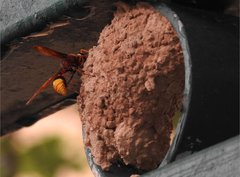 Delta pyriforme pyriforme