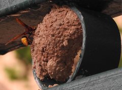 Delta pyriforme pyriforme