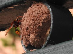 Delta pyriforme pyriforme