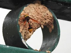 Delta pyriforme pyriforme