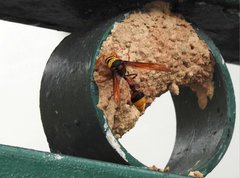 Delta pyriforme pyriforme