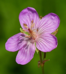 Geranium viscosissimum incisum