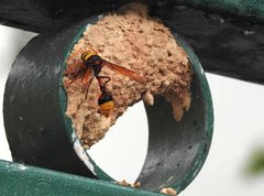 Delta pyriforme pyriforme