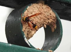 Delta pyriforme pyriforme